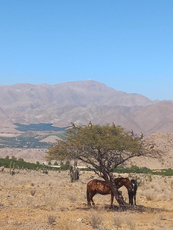 Campo De Cielo Mamalluca Valle De Elqui Campo de lujo Vicuña